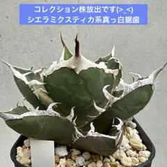 2025年最新】シエラミクスティカの人気アイテム - メルカリ