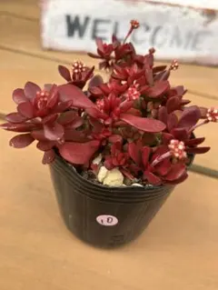 2026年最新】多肉好きの人気アイテム - メルカリ