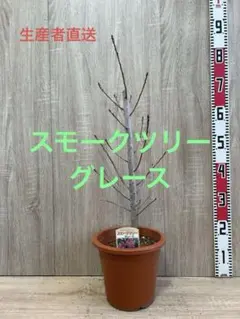 スモークツリー ゴールデンレディ♥️ 希少品種 輸入苗木 H110 - メルカリ