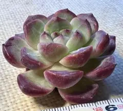 キ*ラ様 No.e954 新品種　紅霞　エケベリア　多肉植物　撮影12月31日