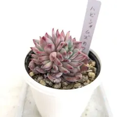 ホップ (苗) CTZ（ゼウス） 挿し芽 どれか1つ - メルカリ