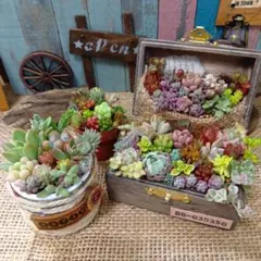 感謝セット試作品*そのまま飾れる多肉植物の寄せ植え