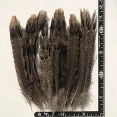 Item thumbnail for item f19ec262-e4f9-440a-a102-1606b16bef45