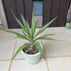 2026年最新】ユッカ・エレファンティペス・・の人気アイテム - メルカリ