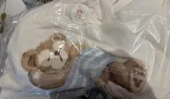 ダッフィ　ジェラートピケ　ルームウェア