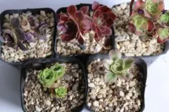 88#観葉植物アエオニウム❤️ サンデルシ— ❤️ 19頭10cm 拔き苗