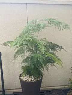 観葉植物　アスパラガス・プルモーサス鉢含め70cmのサムネイル
