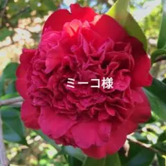 ミーコ様専用ページです