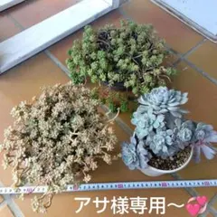 アサ様 リクエスト 4点 まとめ商品