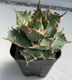 【チタノタ3種セット】BB 黒犀牛 ゴリ猫　鉢ごとメルカリ便発送 チタノタ3種セット】BB 黒犀牛 ゴリ猫 鉢ごとメルカリ便発送