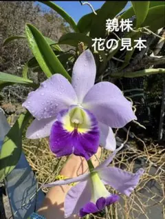 洋蘭原種 カトレアC.walkeriana (Edward x Montana) - メルカリ