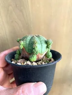 2026年最新】ユーフォルビア シンメトリカの人気アイテム - メルカリ