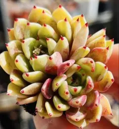 2026年最新】沙羅姫牡丹の人気アイテム - メルカリ