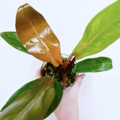 2026年最新】オレンジプリンセス フィロデンドロンの人気アイテム