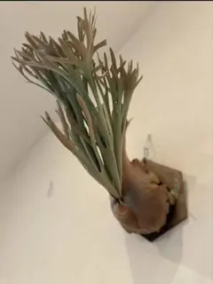 goul4711様 リクエスト 3点 まとめ商品