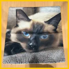 猫　クッション　カバー ネコ　黒　インテリア　かわいい　ソファ