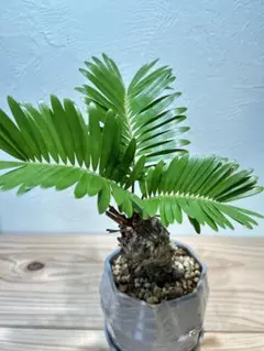 2025年最新】ソテツ ザミアの人気アイテム - メルカリ