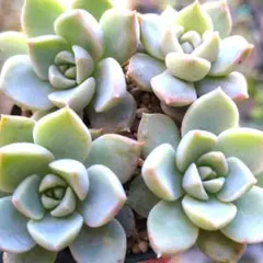 denka様 リクエスト 2点 まとめ商品