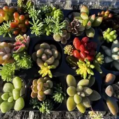 多肉植物 カット苗 セット！