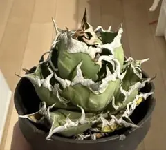 2025年最新】 アガベ シーザー セットの人気アイテム - メルカリ