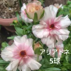 2025年最新】ラナンキュラス ラックスの人気アイテム - メルカリ