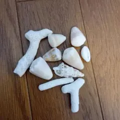 白い貝殻とサンゴのセット