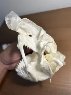 ヨロイザメの頭骨標本(サメ骨格) ヨロイザメの頭骨標本(サメ骨格) - メルカリ