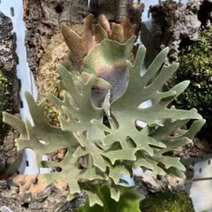 P. willinckii 'Elsa'（エルサ）OC - メルカリ