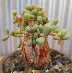 6월 21일에 채취한 케랄리아 피그마에아 종자 10개+α 결절식물