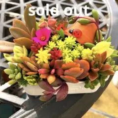 そのまま飾れる多肉植物寄せ植え　こぼれ鉢　管理書付き