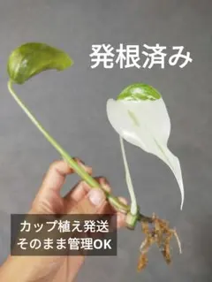 【e1】発根済！斑入りモンステラ ホワイトタイガー 成長点1つ カップごと発送のサムネイル