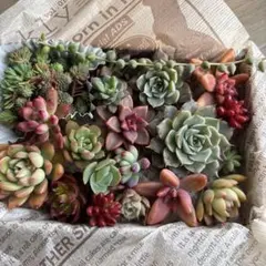 紅葉❣️多肉植物　カット苗　ボリュームたっぷりお楽しみ詰め合わせセット❣️②