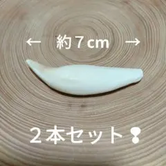 2026年最新】ツキノワグマの牙の人気アイテム - メルカリ