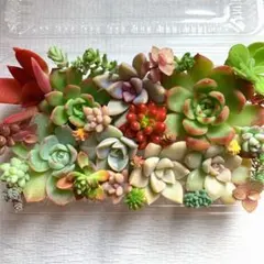 多肉植物 カット苗詰め合わせ 寄せ植えセット ⑬ エケベリア 多肉弁当