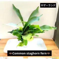 ビカクシダ ネザーランド staghorn fernポリポットのまま №7のサムネイル
