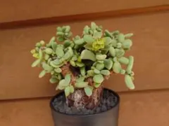 2025年最新】ケラリア ピグマエアの人気アイテム - メルカリ