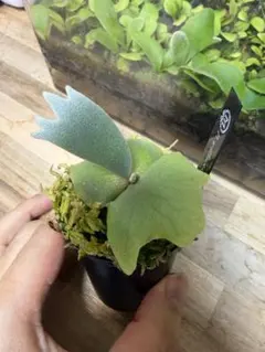 ウィクロス 花見 サシェ＆ミュウ(台紙付き) 中国語版 大・お花見大会