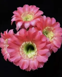 八重愛々 新品種 花サボテン 丸花弁10-12cm エキノプシス属 カキコ
