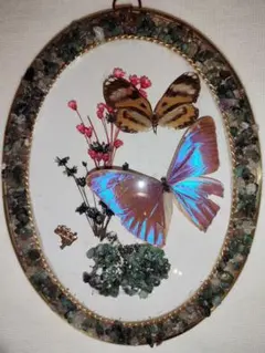 2025年最新】モルフォ蝶 額の人気アイテム - メルカリ