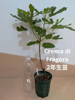 イチジク苗木 Marcd de Guaro 2年目 - メルカリ