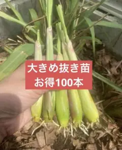 人気ベトナム最高香り柔らかいレモングラス抜き苗大きめお得100本 人気ベトナム最高香り柔らかいレモングラス抜き苗大きめお得100本