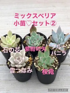 多肉植物 ミックスベリア♡小苗セット②