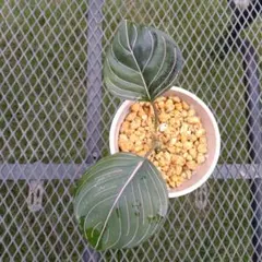 2025年最新】アグラオネマの人気アイテム - メルカリ