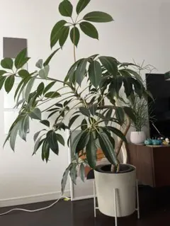 2025年最新】ツピタンサスの人気アイテム - メルカリ