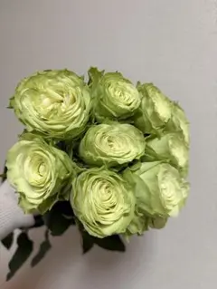 ミントグリーン バラ 苗 切花品種 希少