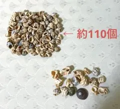 貝殻 巻貝 ヤドカリ