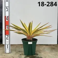 2025年最新】ユッカ グロリオサの人気アイテム - メルカリ