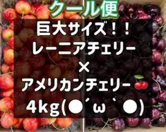 最終 超希少8.5R 巨大レーニアチェリー 糖度25度超 4kg さくらんぼ