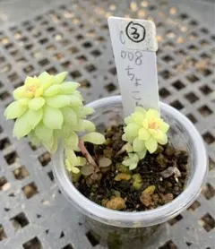 2025年最新】ミックスベリア ちょこんの人気アイテム - メルカリ