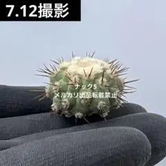 2026年最新】品種名：コピアポア サボテンの人気アイテム - メルカリ